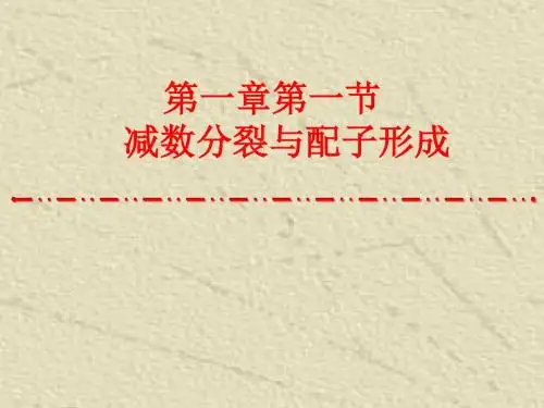 【高中生物】减数分裂与配子形成ppt1
