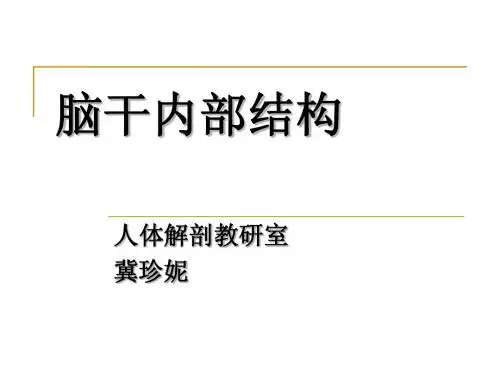解剖课件之脑干内部结构