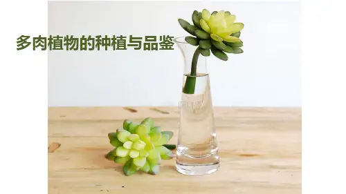 多肉植物的种植与品鉴PPT课件
