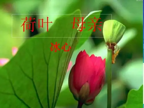 最新部编人教版语文七年级上册 散文诗两首--荷叶母亲 (1)公开课课件教学课件优质课课件教学课件