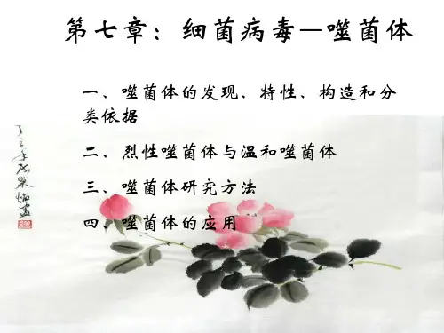 噬菌体