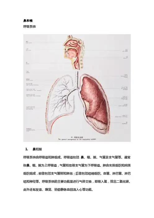 《人体解剖学》呼吸系统教学大纲