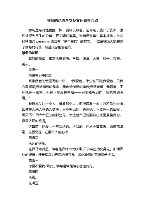 雏菊的花语含义及文化背景介绍