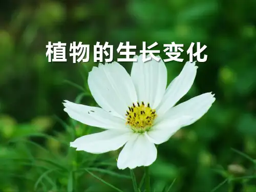 植物的生长变化-生长与变化PPT课件2