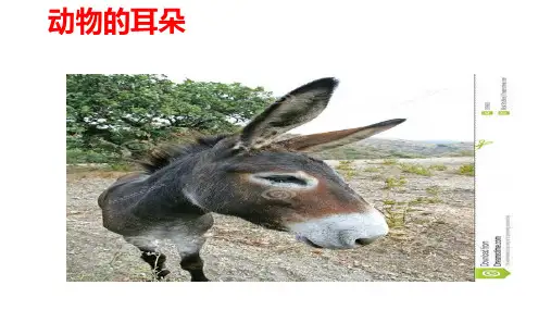 青岛版科学二年级下册《动物的耳朵》课件
