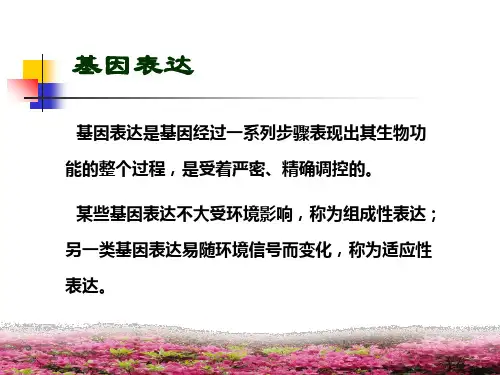 第九讲 真核生物的基因表达调控_PPT幻灯片
