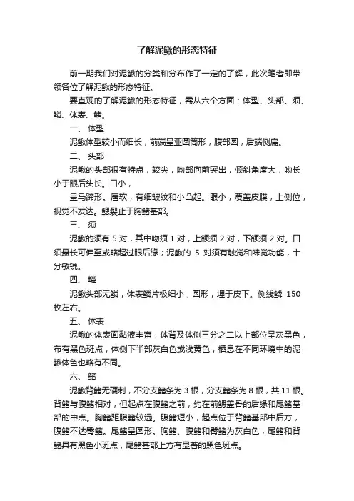 了解泥鳅的形态特征