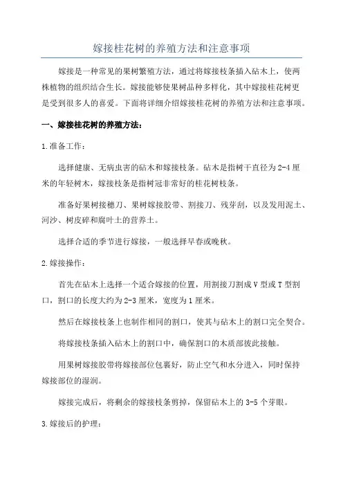 嫁接桂花树的养殖方法和注意事项
