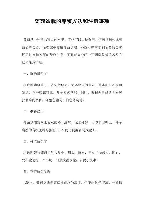 葡萄盆栽的养殖方法和注意事项