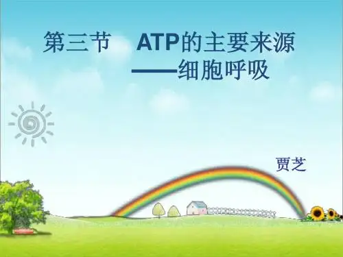 ATP的主要来源—细胞呼吸课件