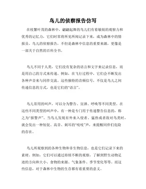 鸟儿的侦察报告仿写