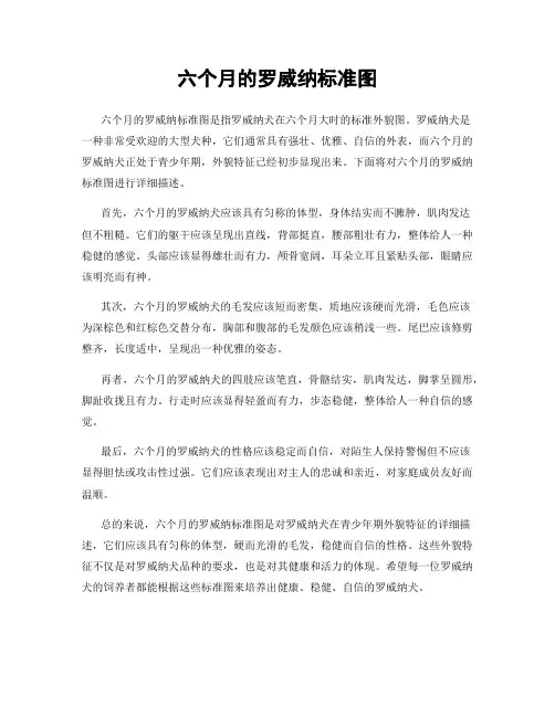六个月的罗威纳标准图