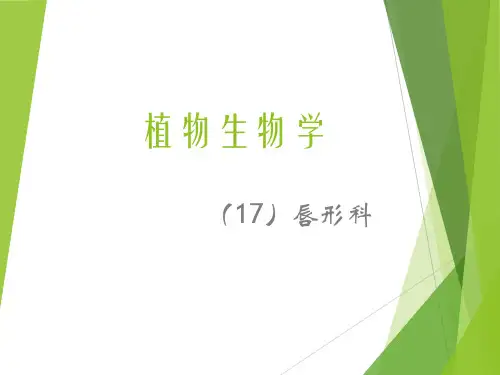 唇形科植物
