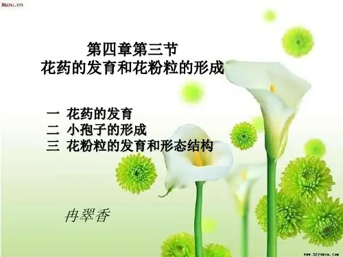 花药的发育和花粉粒的形成 (2)