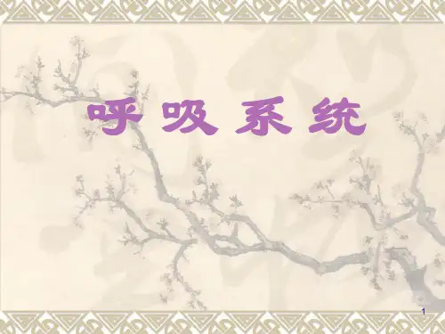 人体解剖学：呼吸系统