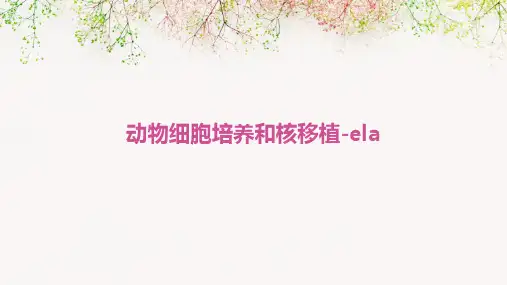 动物细胞培养和核移植-Ela