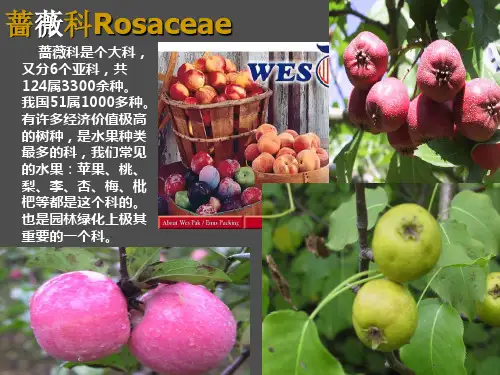 蔷薇科