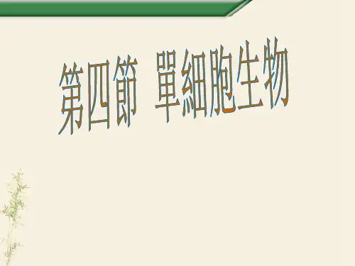 人教版七年级生物课件-单细胞生物ppt