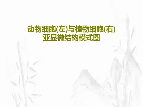 动物细胞(左)与植物细胞(右)亚显微结构模式图共22页