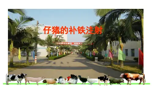 仔猪的补铁注射