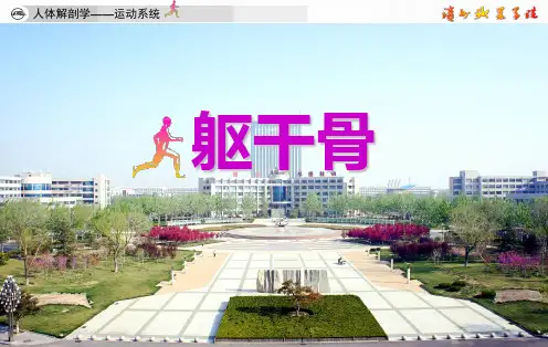 人体解剖学躯干骨课件PPT课件