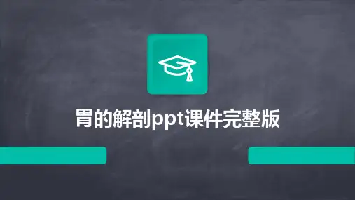 胃的解剖ppt课件完整版