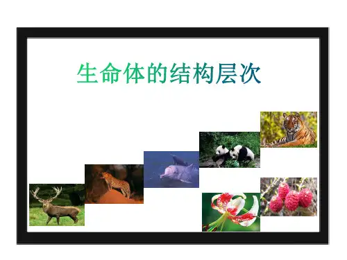 浙教版科学复习课件生命体的结构层次(75张)