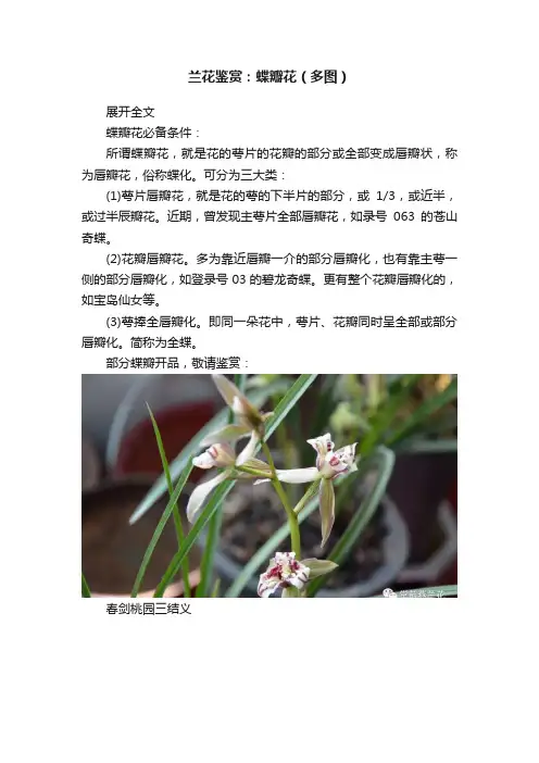 兰花鉴赏：蝶瓣花（多图）