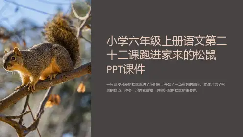 小学六年级上册语文第二十二课跑进家来的松鼠课件