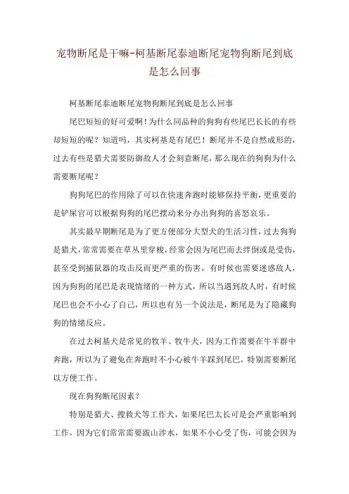 宠物断尾是干嘛-柯基断尾泰迪断尾宠物狗断尾到底是怎么回事