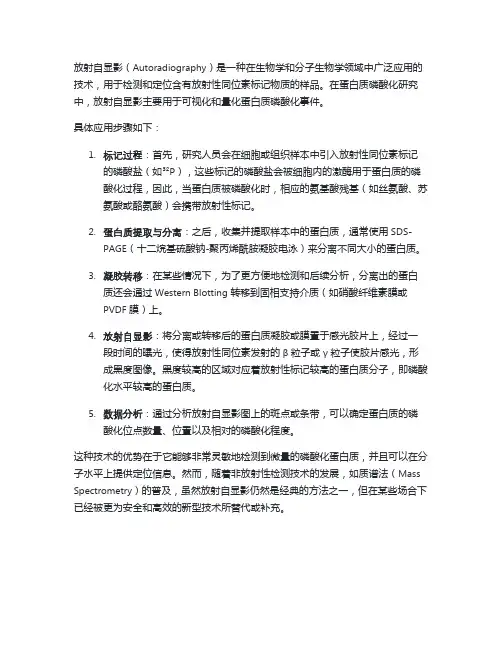 放射自显影 磷酸化