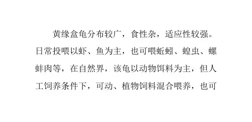 黄缘盒龟的喂食要点