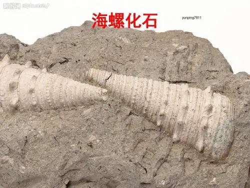 化石吟PPT课件110 人教版 (共17张PPT)