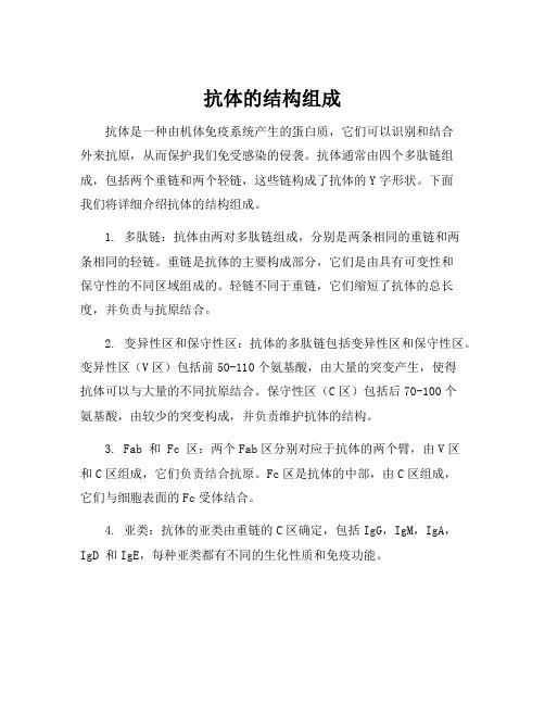 抗体的结构组成