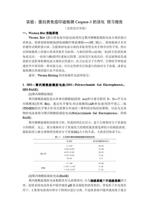 蛋白质免疫印迹检测Caspase-3的活化 预习报告