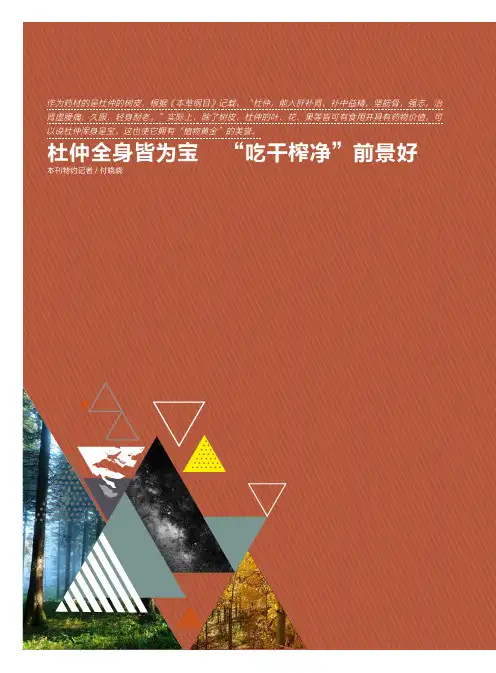 杜仲全身皆为宝“吃干榨净”前景好