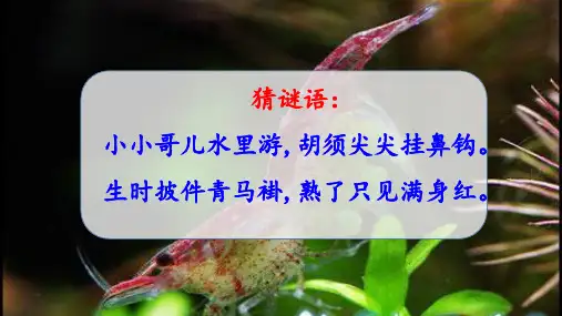 部编版三年级语文下册15.《小虾》课件(共29张PPT)(1)