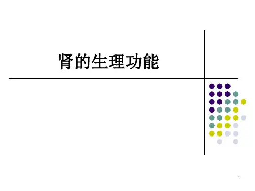 肾的生理功能PPT课件