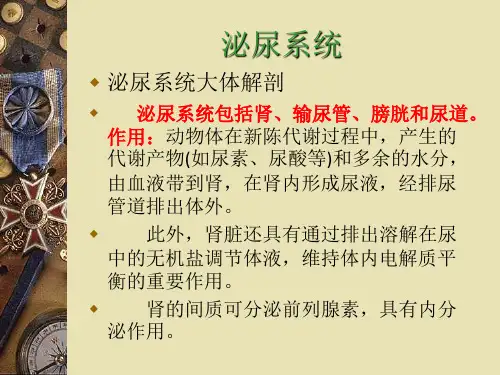 解剖学部分-泌尿生理