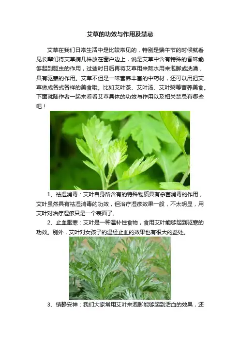 艾草的功效与作用及禁忌