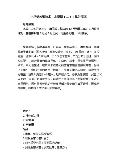 小龙虾养殖技术—水草篇（二）：轮叶黑藻