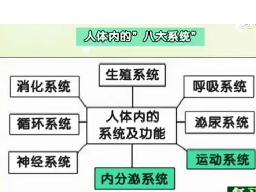 人体奥秘ppt课件