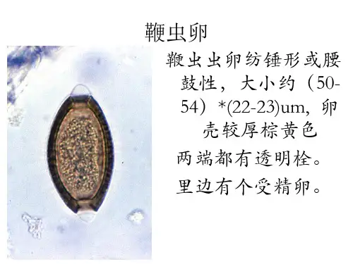 寄生虫学虫卵总结及图片