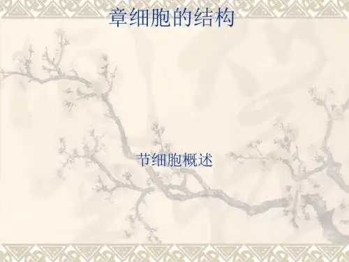 细胞概述ppt 浙教版