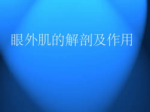 眼外肌解剖及作用ppt课件