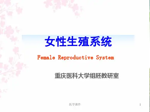 女性生殖系统 (组胚教研室)