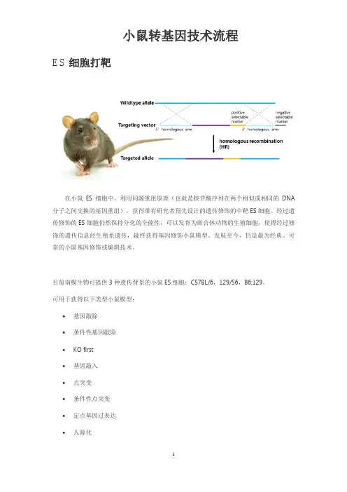 小鼠转基因技术流程