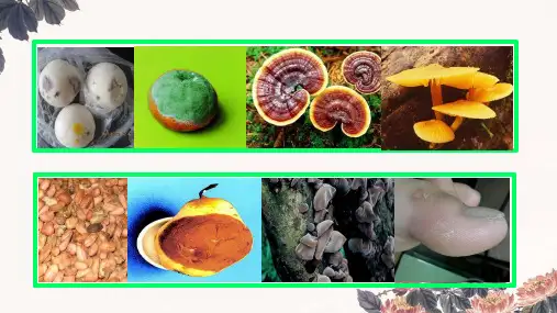 5.4.1+细菌和真菌的分布+课件-2023--2024学年人教版生物八年级上册