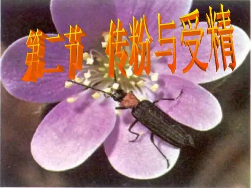 传粉与受精课件精选