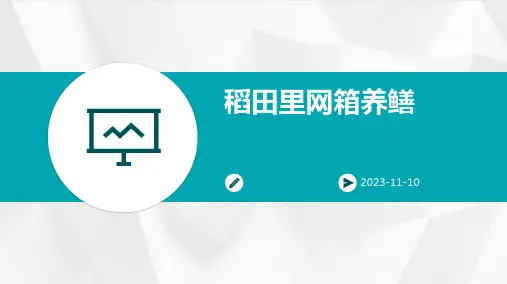 稻田里网箱养鳝